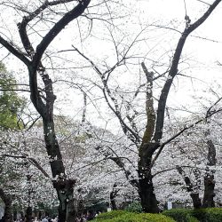 春の上野散策 ～ エゴン・シーレ展、上野動物園とソメイヨシノ
