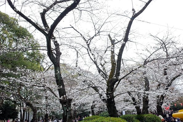 春の上野散策 ～ エゴン・シーレ展、上野動物園とソメイヨシノ